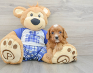 8 week old Cavapoo Puppy For Sale - Pilesgrove Pups