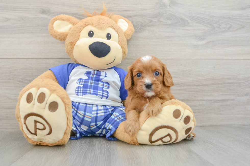 Funny Cavapoo Poodle Mix Pup