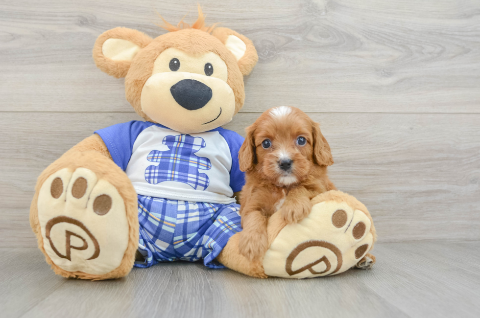 8 week old Cavapoo Puppy For Sale - Pilesgrove Pups
