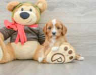 8 week old Cavapoo Puppy For Sale - Pilesgrove Pups