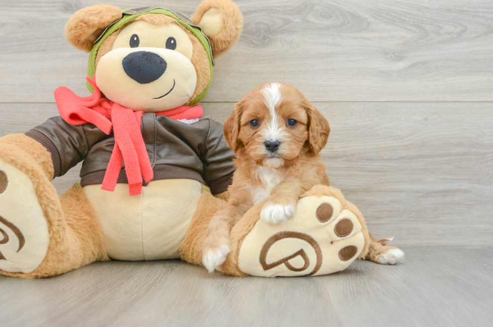 5 week old Cavapoo Puppy For Sale - Pilesgrove Pups
