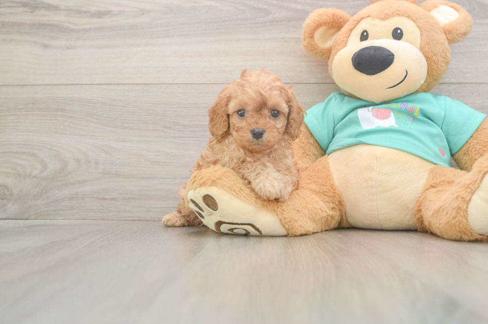 5 week old Cavapoo Puppy For Sale - Pilesgrove Pups