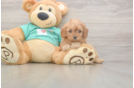 Cavapoo Puppy for Adoption