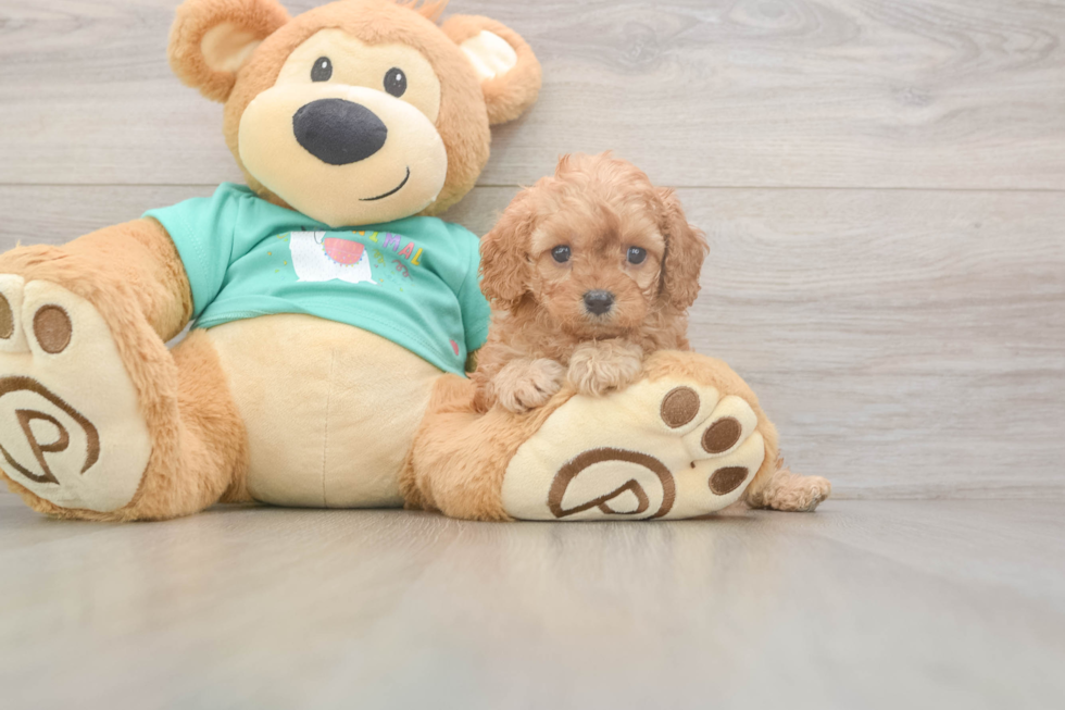 Cavapoo Puppy for Adoption