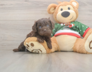 7 week old Cavapoo Puppy For Sale - Pilesgrove Pups