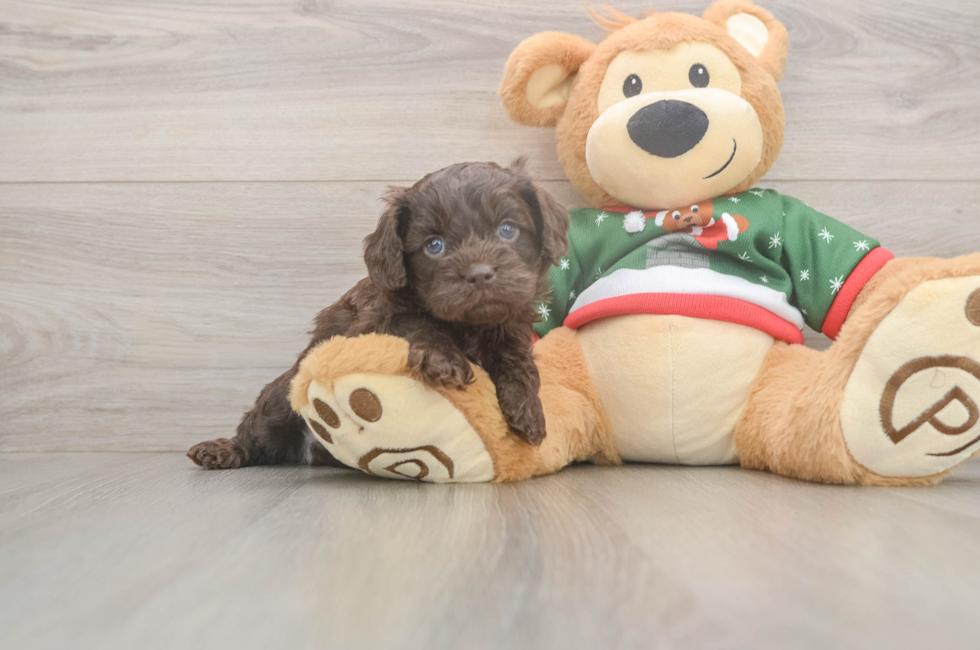 5 week old Cavapoo Puppy For Sale - Pilesgrove Pups