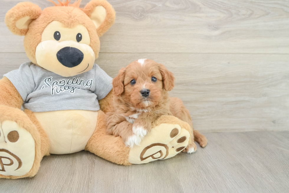 Small Cavapoo Baby