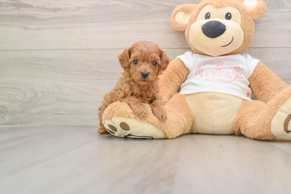 Best Cavapoo Baby