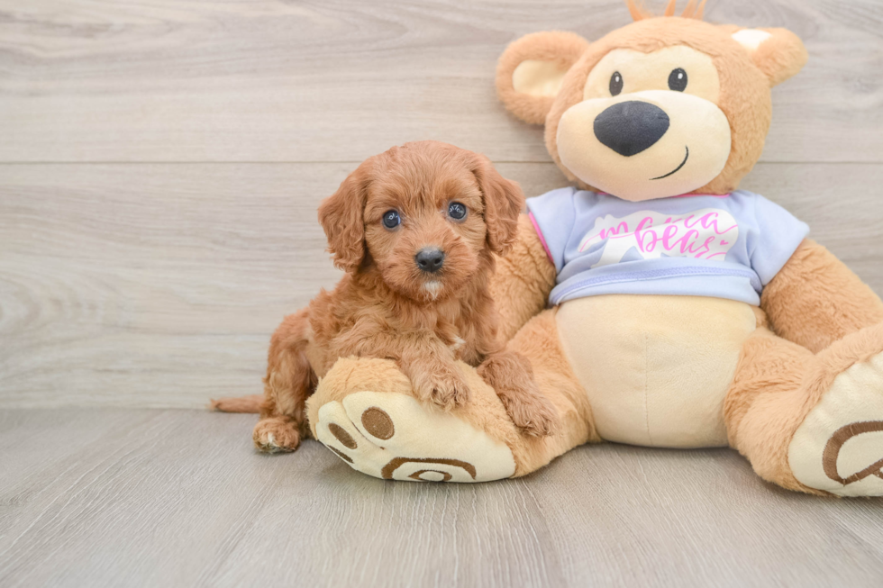 Cavapoo Puppy for Adoption