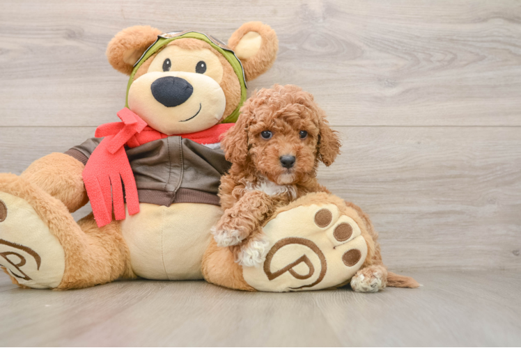 Best Cavapoo Baby