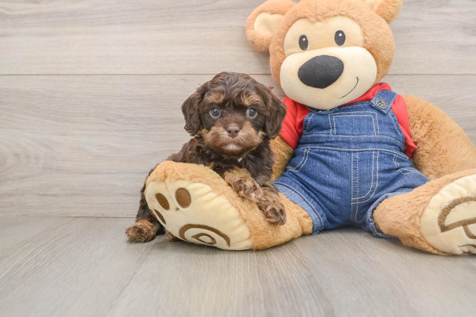 Playful Cavapoodle Poodle Mix Puppy
