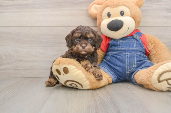 Playful Cavapoodle Poodle Mix Puppy