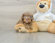 7 week old Cavapoo Puppy For Sale - Pilesgrove Pups