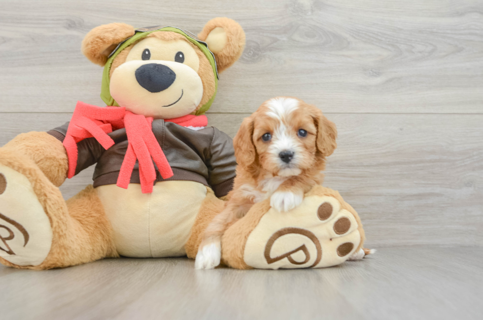 5 week old Cavapoo Puppy For Sale - Pilesgrove Pups