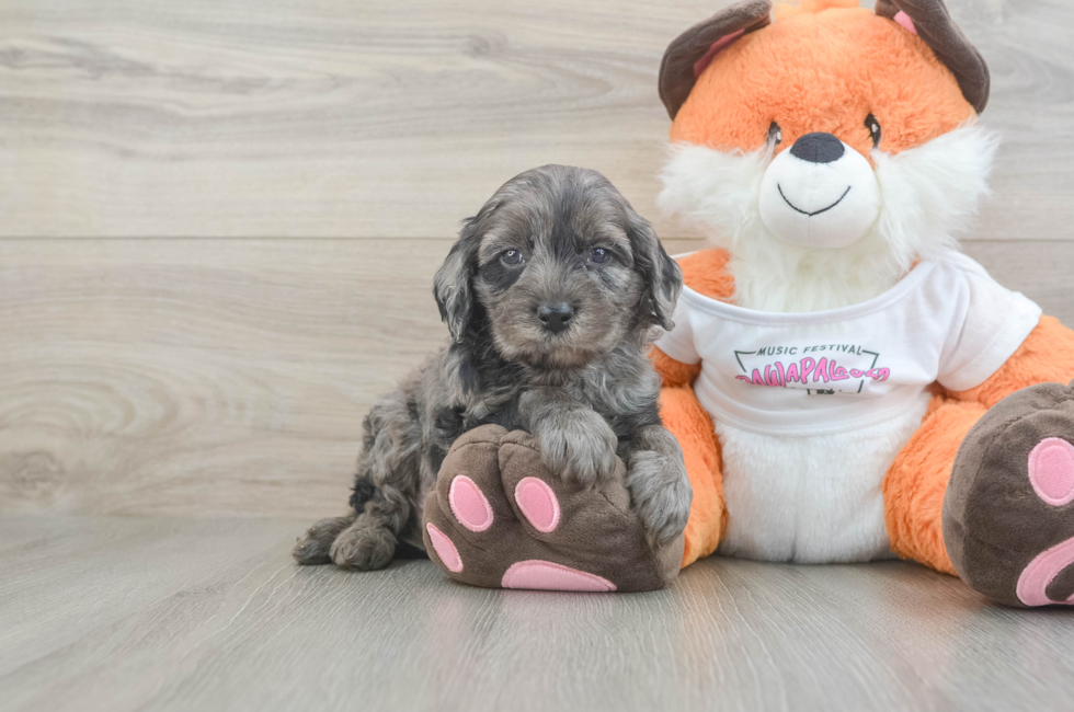 6 week old Cavapoo Puppy For Sale - Pilesgrove Pups