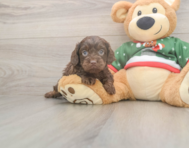 7 week old Cavapoo Puppy For Sale - Pilesgrove Pups