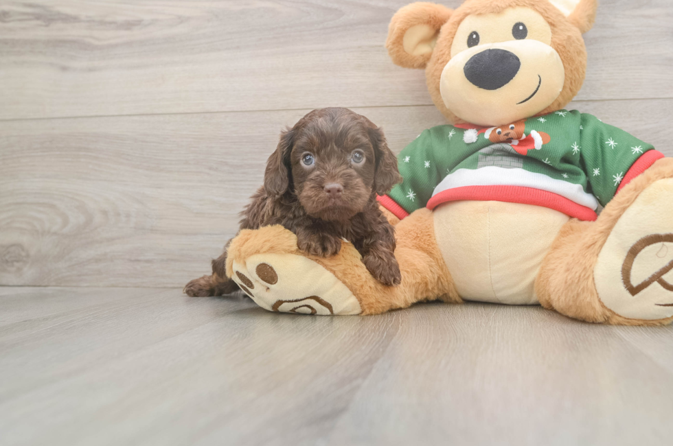 5 week old Cavapoo Puppy For Sale - Pilesgrove Pups