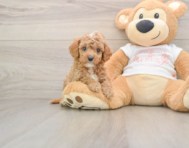 7 week old Cavapoo Puppy For Sale - Pilesgrove Pups