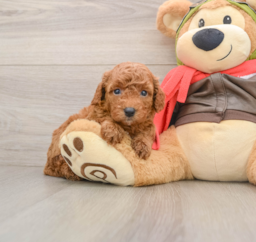 7 week old Cavapoo Puppy For Sale - Pilesgrove Pups