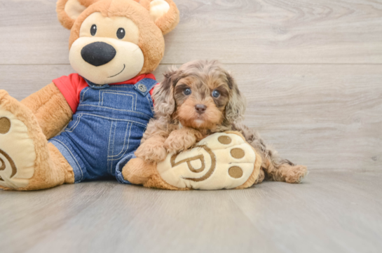 Small Cavapoo Baby