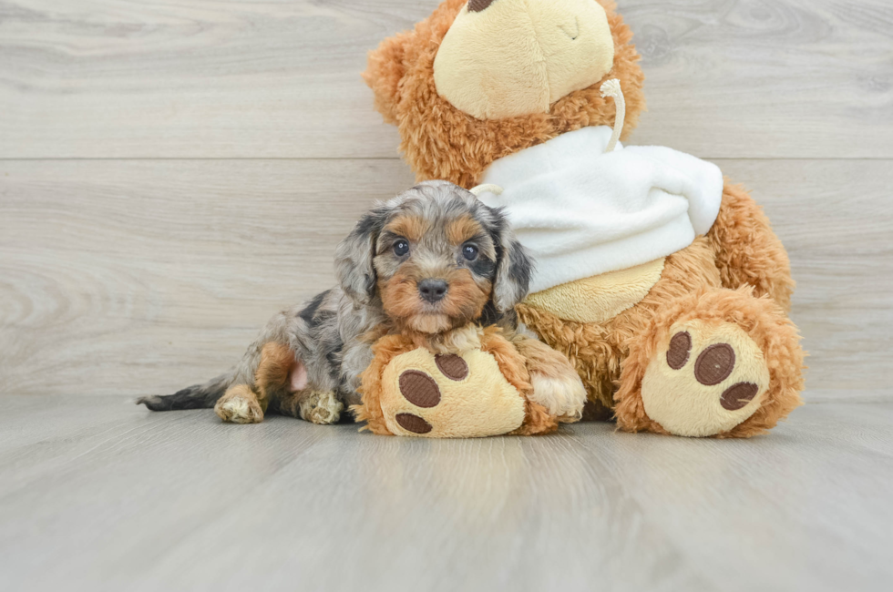 8 week old Cavapoo Puppy For Sale - Pilesgrove Pups