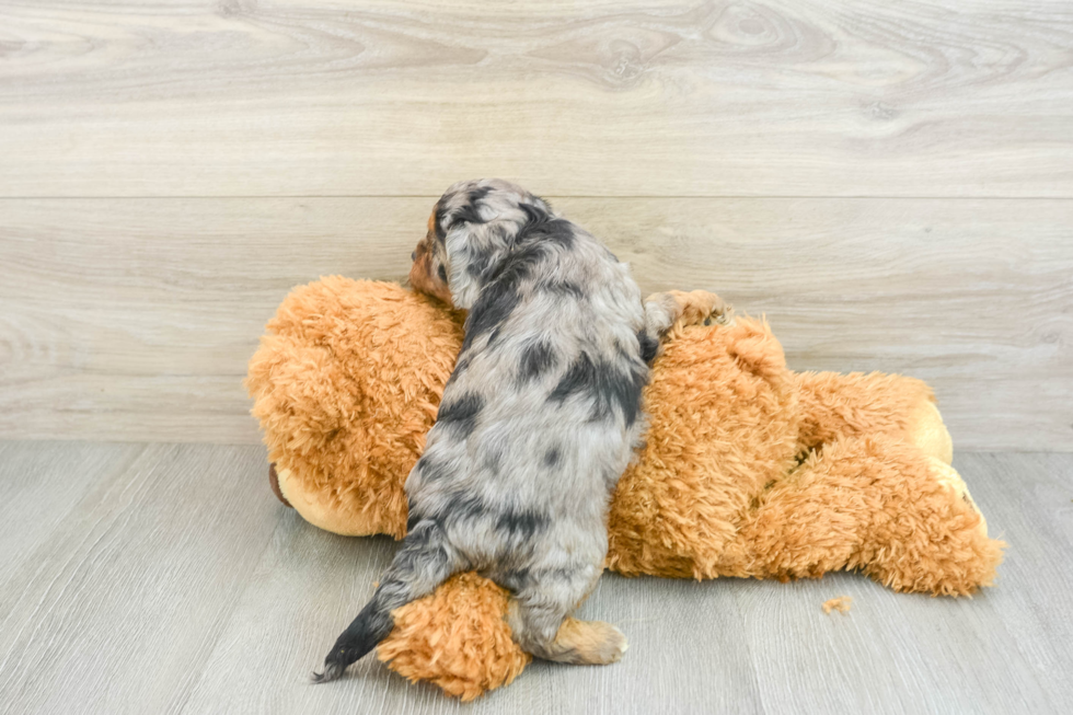 Best Cavapoo Baby