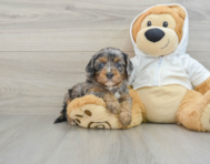 7 week old Cavapoo Puppy For Sale - Pilesgrove Pups