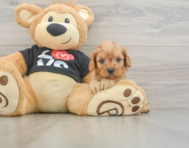 7 week old Cavapoo Puppy For Sale - Pilesgrove Pups