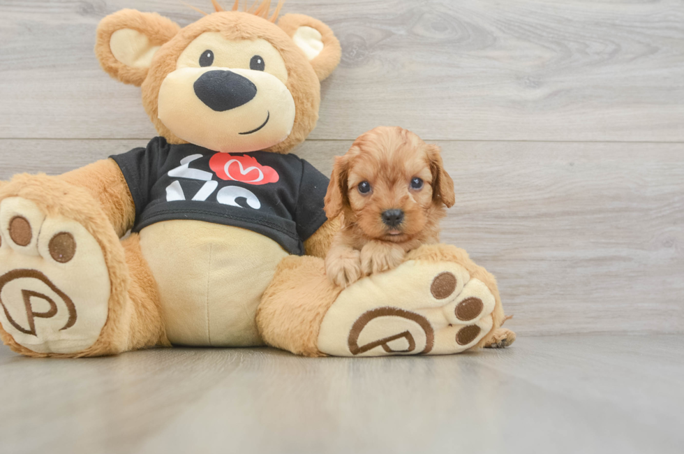 6 week old Cavapoo Puppy For Sale - Pilesgrove Pups
