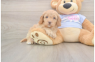 Friendly Cavapoo Baby