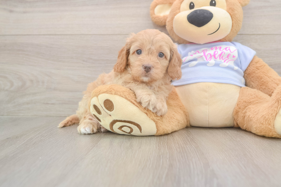Friendly Cavapoo Baby