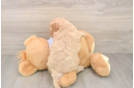 Cavapoo Pup Being Cute