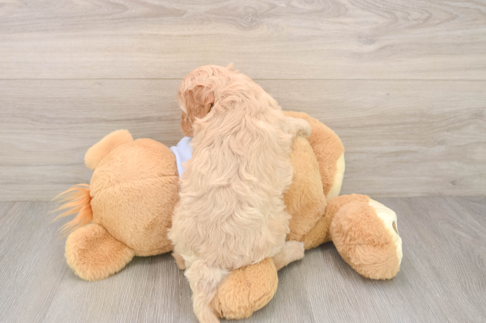 Cavapoo Pup Being Cute