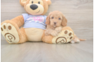 Funny Cavapoo Poodle Mix Pup