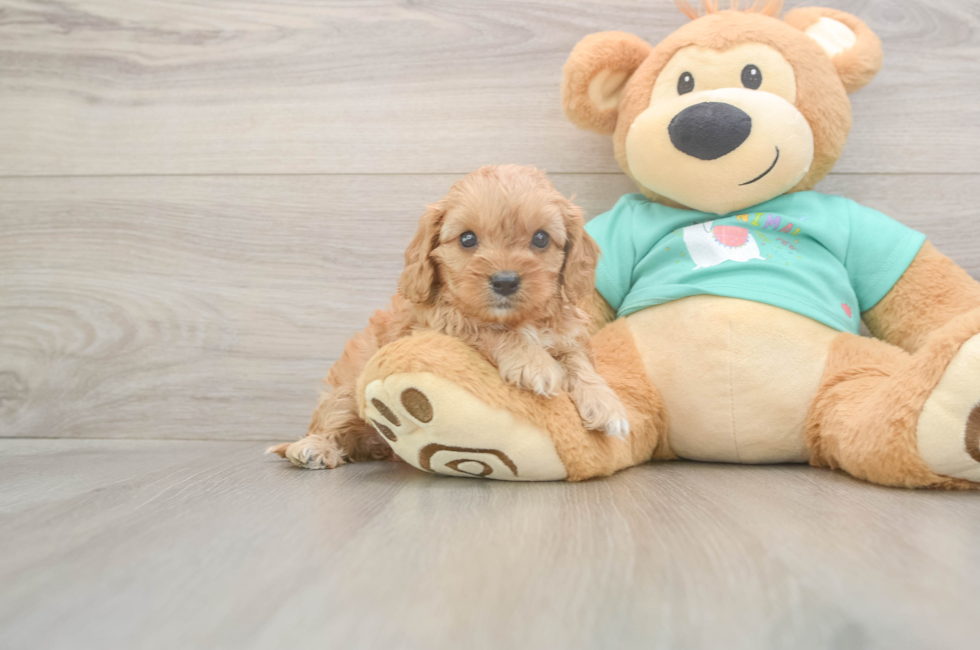 6 week old Cavapoo Puppy For Sale - Pilesgrove Pups