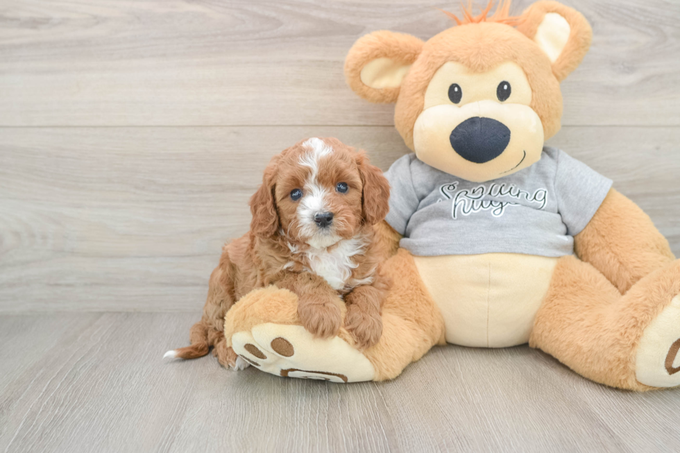 Happy Cavapoo Baby