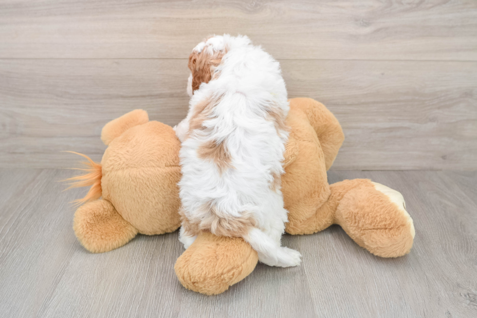 Cavapoo Pup Being Cute