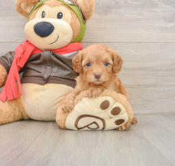 7 week old Cavapoo Puppy For Sale - Pilesgrove Pups