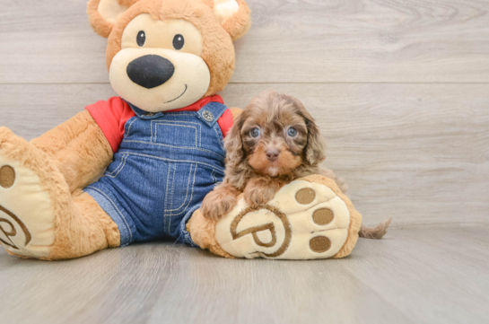 Best Cavapoo Baby