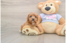 Cute Cavapoo Baby