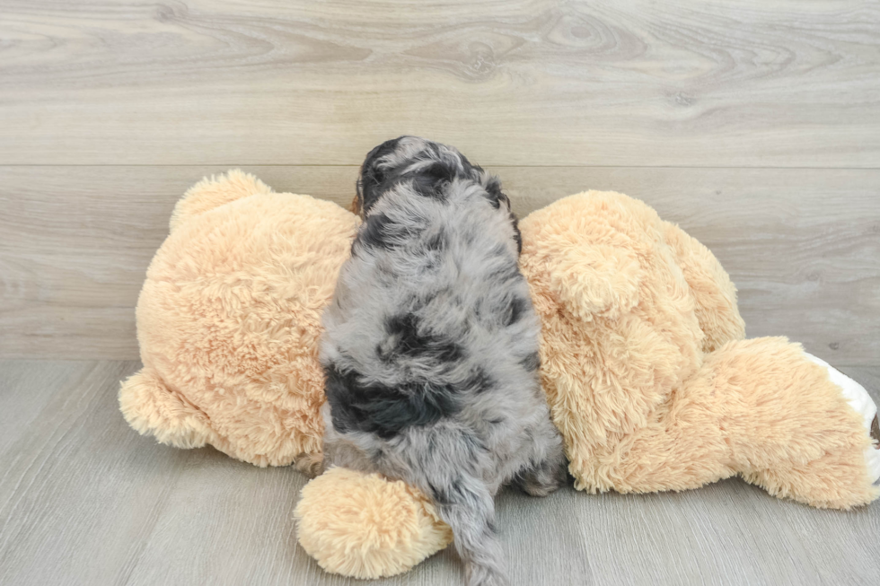 Cavapoo Pup Being Cute