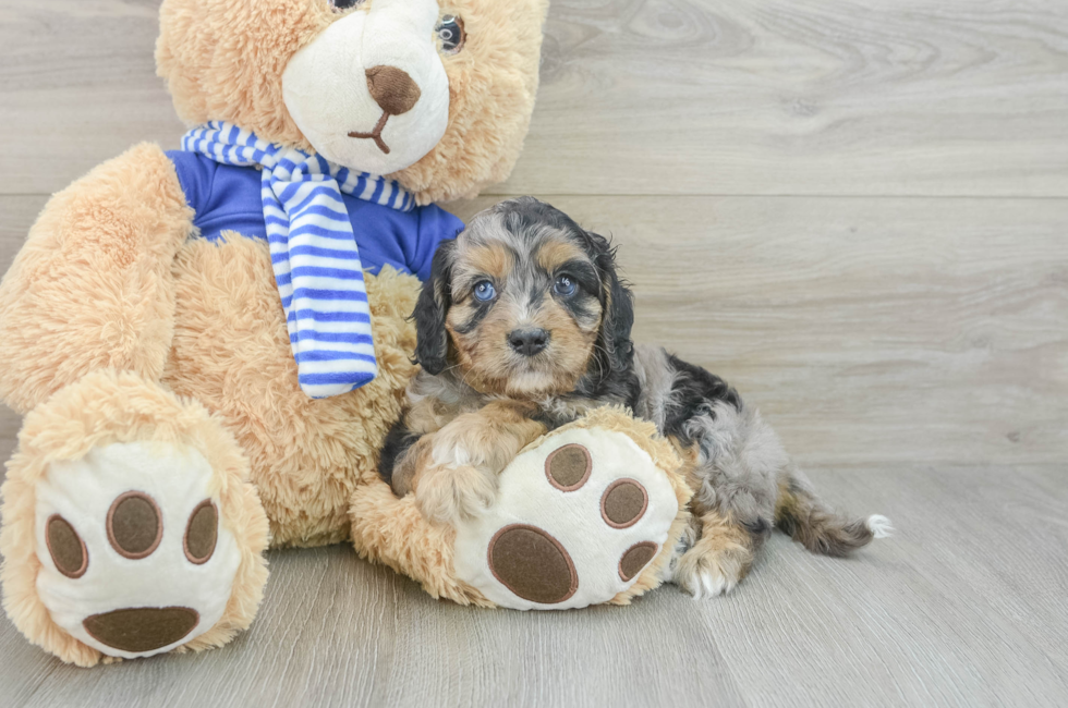 6 week old Cavapoo Puppy For Sale - Pilesgrove Pups