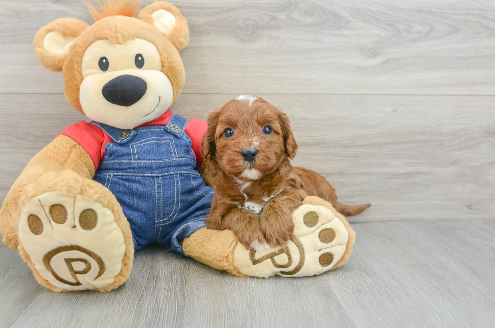 7 week old Cavapoo Puppy For Sale - Pilesgrove Pups