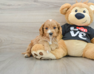 8 week old Cavapoo Puppy For Sale - Pilesgrove Pups