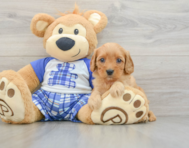 8 week old Cavapoo Puppy For Sale - Pilesgrove Pups