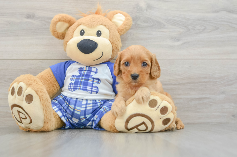 8 week old Cavapoo Puppy For Sale - Pilesgrove Pups