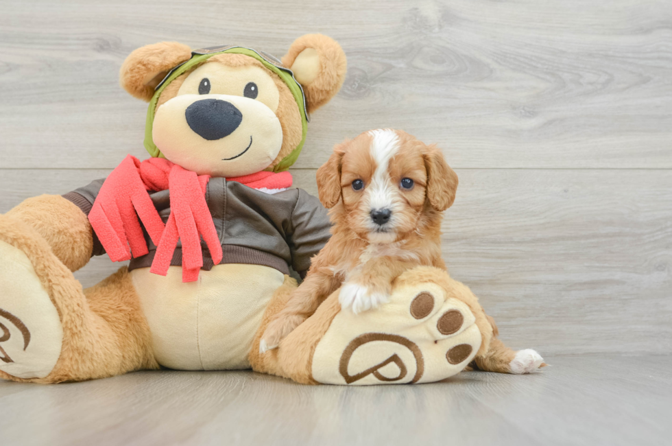 5 week old Cavapoo Puppy For Sale - Pilesgrove Pups