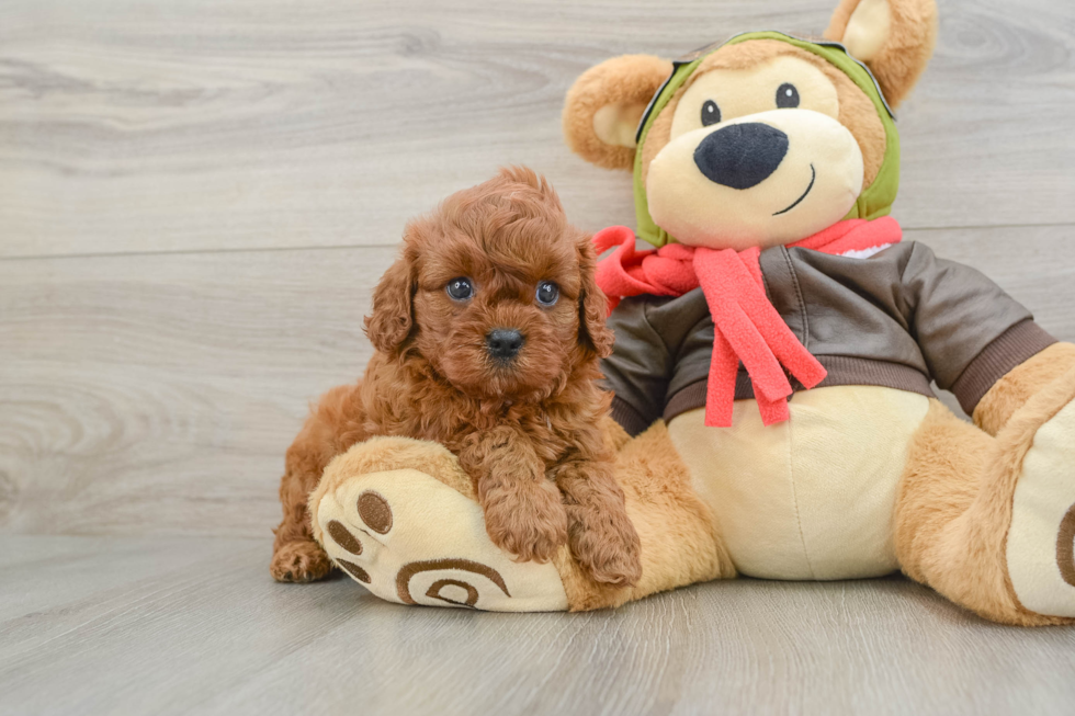 Best Cavapoo Baby