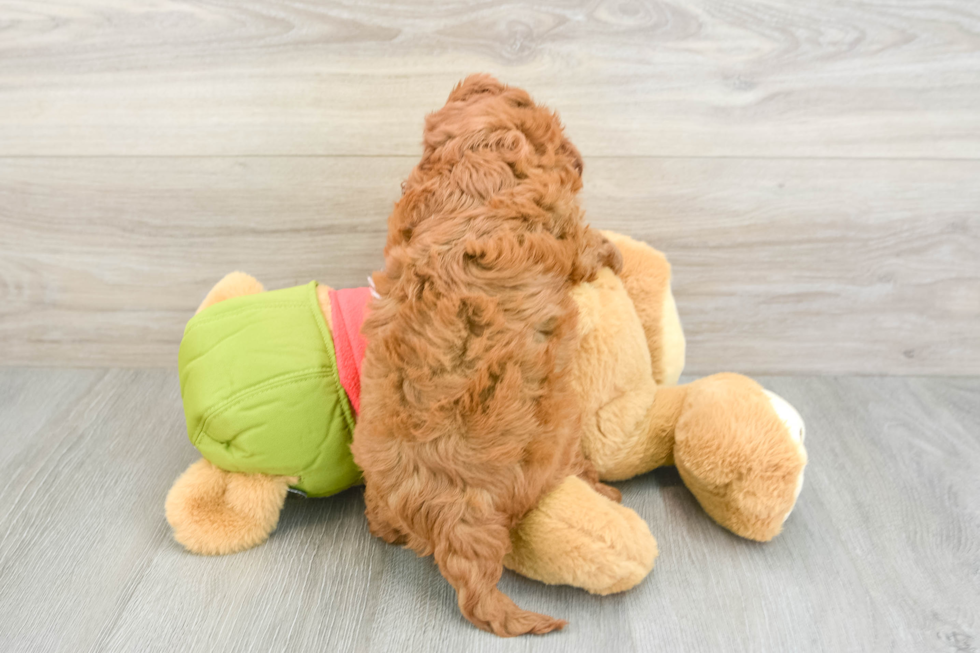 Adorable Cavalier King Charles Spaniel and Poodle Mix Poodle Mix Puppy