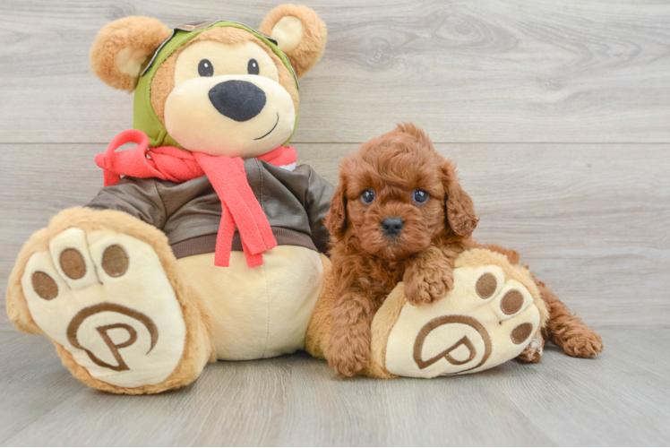 Friendly Cavapoo Baby